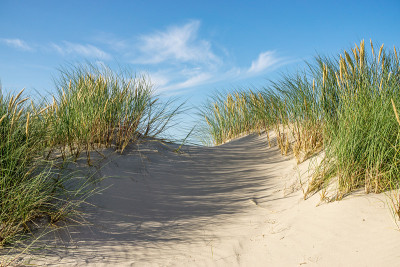 阳光下有沙丘和马兰草的海滩。岬Nordstrand,丹麦。斯卡格拉克海峡,卡特加特海峡。