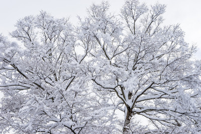 树有雪