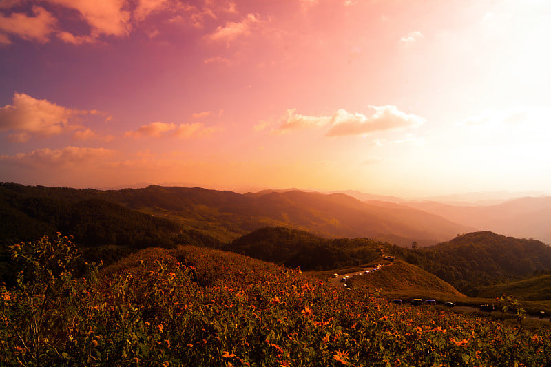 鲜花与原野