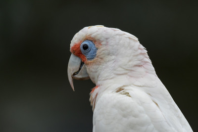 族Corella