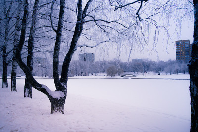 早....冬天。俄罗斯。莫斯科。雪。森林或公园。的概念。