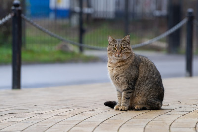 一只流浪猫坐在城市街道的人行道上