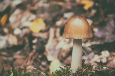 森林里的蘑菇