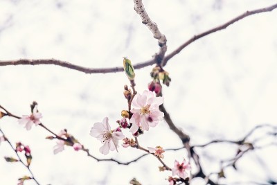 樱花的树