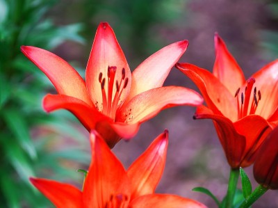 花领域