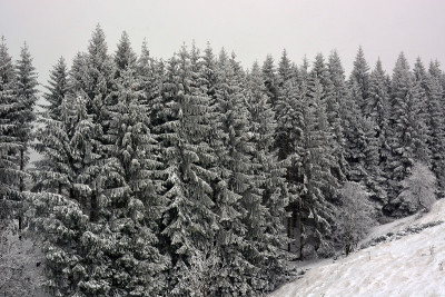下雪的森林