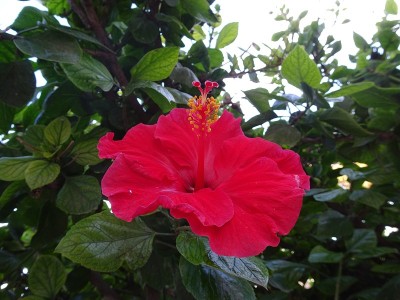 芙蓉