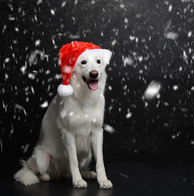 坐在大雪下的白色瑞士牧羊犬