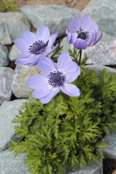 花园里盛开的银莲花