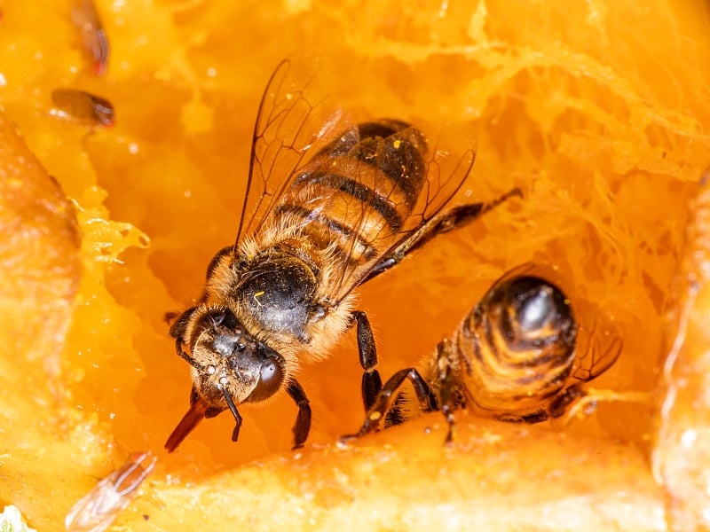 西方蜜蜂或欧洲蜜蜂(Apis mellifera)是世界上7-12种蜜蜂中最常见的。