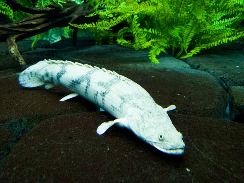 A white and big Piraruku resting