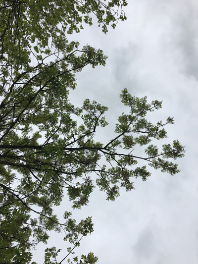 白蜡(Fraxinus excelsior)树- 2018年5月