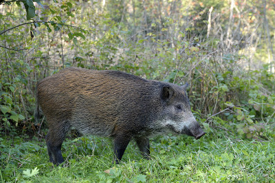 scrofa
