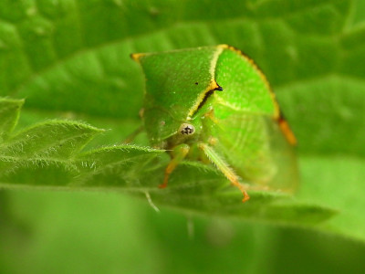Stictocephala bisonia