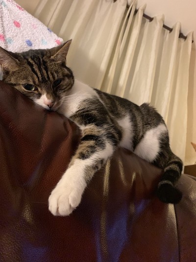 虎斑猫