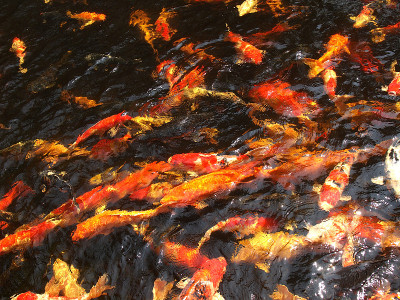 锦鲤鱼塘湖