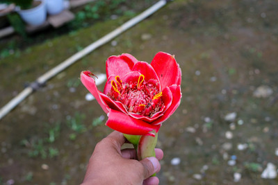手持红姜花或火炬姜，背景模糊。它是一种来自印度尼西亚的香料，通常被用作香料、汤、乌拉普、pecak、