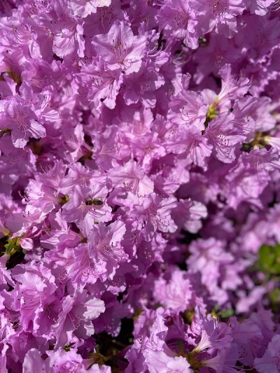 紫罗兰花backround