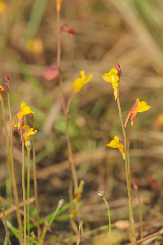 野生兰花学名'Utricularia bifida L。在泰国罗伊省福克拉杜昂国家公园的雨林中。