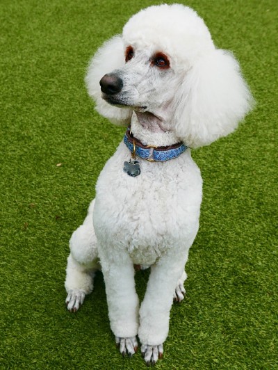 后院的标准贵宾犬