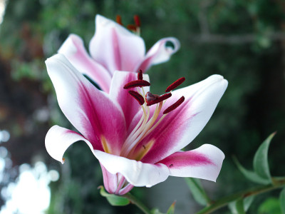 莉莉花,百合