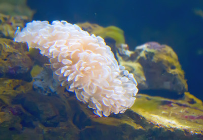 珊瑚和海洋