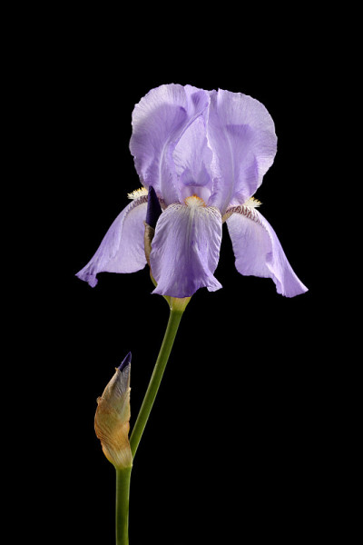 紫色的虹膜花