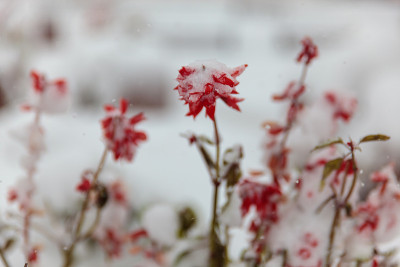 诺里尔斯克，初雪下的鲜花