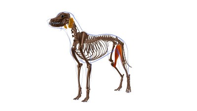 股薄肌狗肌肉解剖医学概念3D