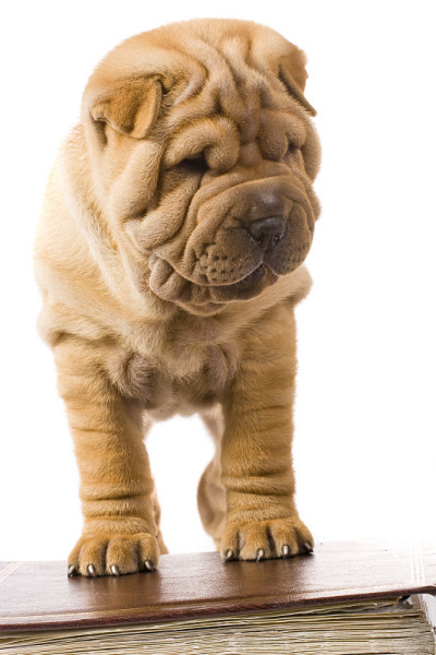 Sharpei狗
