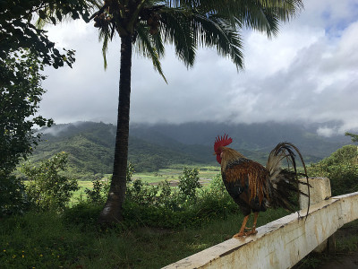 雨中俯瞰哈纳雷山谷的山顶公鸡，夏威夷考艾岛。