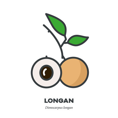 Longan fruit icon, filled outline style vector