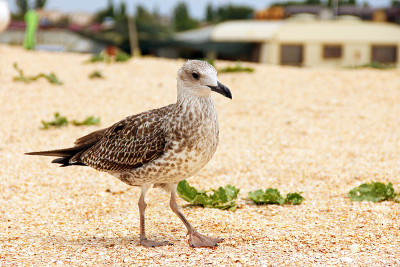 Larus argentatus。海边的银色海鸥。海鸥