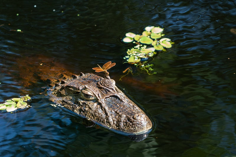 特写蜻蜓在一个aligátor (Caiman latirostris) Yacare凯门鳄，凯门鳄