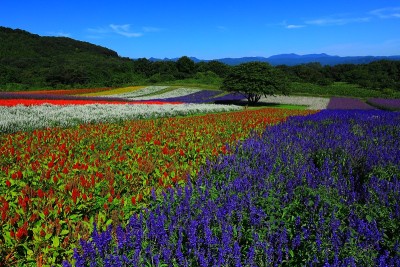 蓝天和花海