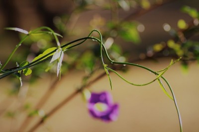 Clockvines