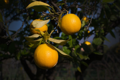 橙树