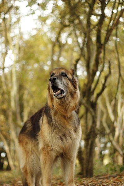 秋天森林里的德国牧羊犬