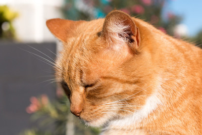 街猫