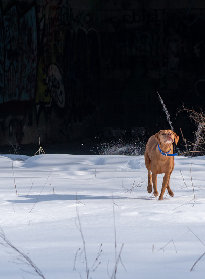 雪狗