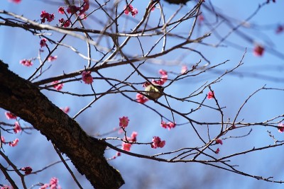 李子在公园里盛开