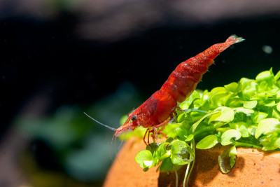 火红矮虾呆在绿叶水族植物上，以蜗牛和黑暗为背景向下看
