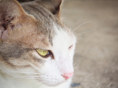 猫的脸
