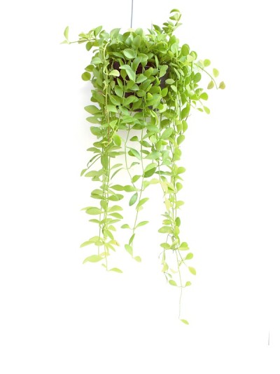 绿色植物孤立地挂在白色背景上
