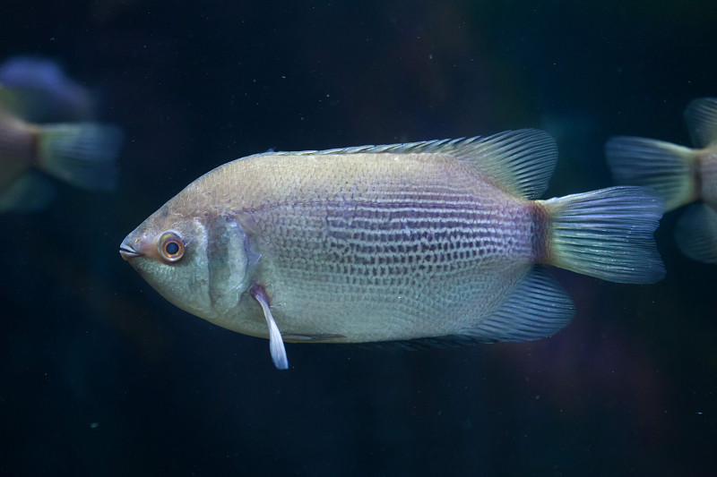 接吻gourami (Helostoma temminckii)，也被称为kissin