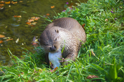 野生欧洲水獭吃鱼
