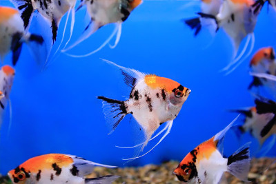 水族馆鱼类