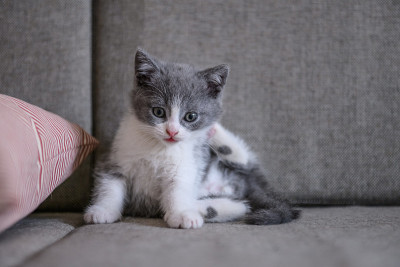 可爱小猫，室内射击