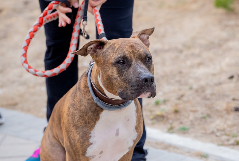 Portrait of cute sweet big staffordshire bull terr