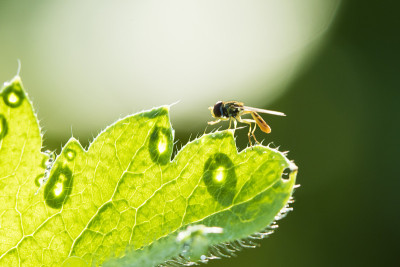Howerfly